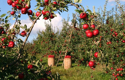 Apple, Orchard, Apple Trees, Red, Green
