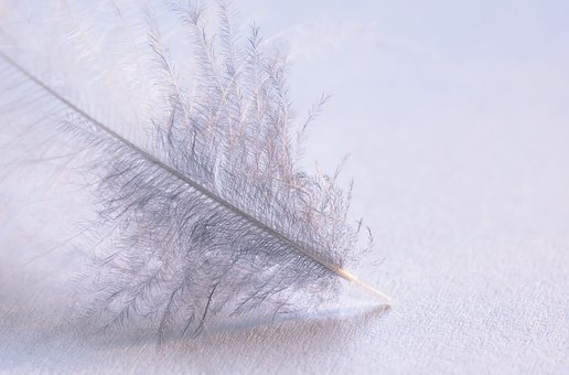 Feather, Quill, Bird Feather, Write, Pen