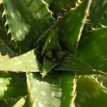 Miraculous Aloe Vera - Fact Or Fiction?