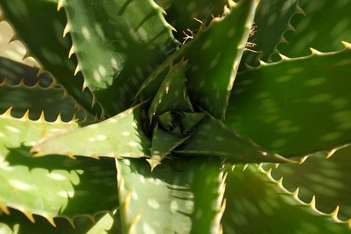 Miraculous Aloe Vera – Fact Or Fiction?