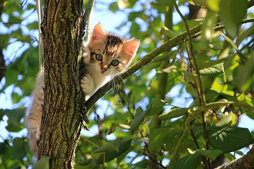 Cat, Kitten, Tree, Curious, Tabby