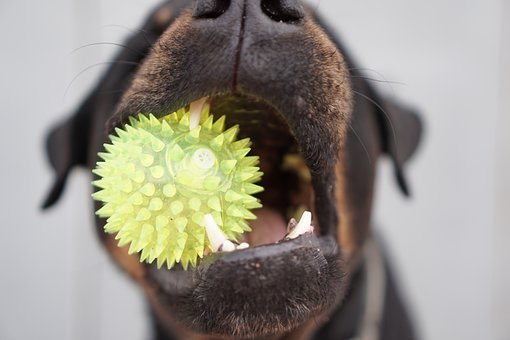 Dog, Rottweiler, Toys, Ball, Close-Up