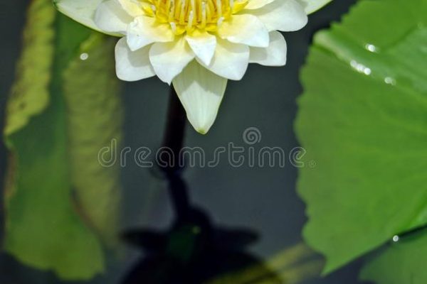 What Does White Lotus Symbolize?