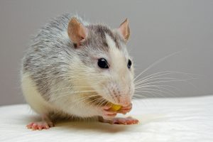 The Odors That Mice Hate