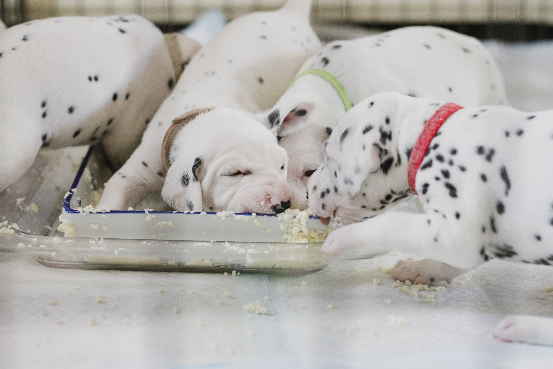 Supplements For Puppies With Sensitive Stomachs