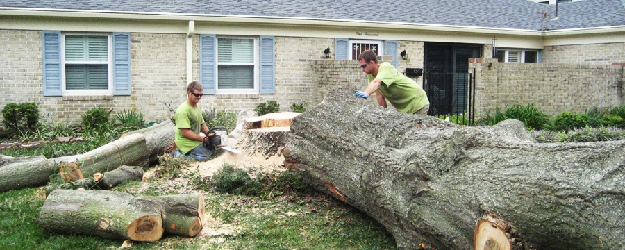The Benefits of Hiring Certified Arborists for Tree Removal in Tampa